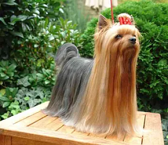 LADYKILLER of Yorkies Paradise - zdjęcie 1