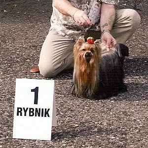 Kendos GENTLE GIGOLO - zdjęcie 2