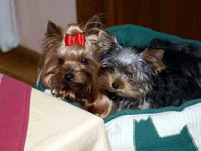 LADYKILLER of Yorkies Paradise - zdjęcie 2
