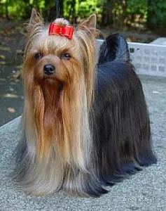 LADYKILLER of Yorkies Paradise - zdjęcie 3