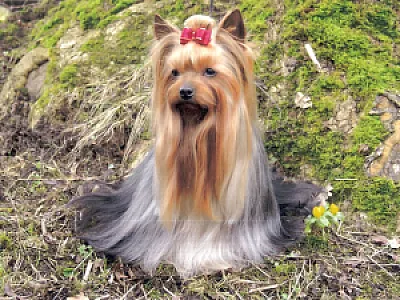LADYKILLER of Yorkies Paradise - zdjęcie 4
