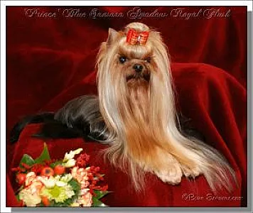 Blue Sansara AMADEUS ROYAL FLUSH (vel Prince) - zdjęcie 5