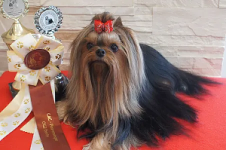 GINGER KISS Restart - zdjęcie 12