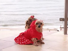 Yorkshire Terrier - zdjęcie 9