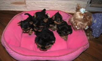 Yorkshire Terrier - zdjęcie 11