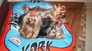 Yorkshire Terrier - zdjęcie 16